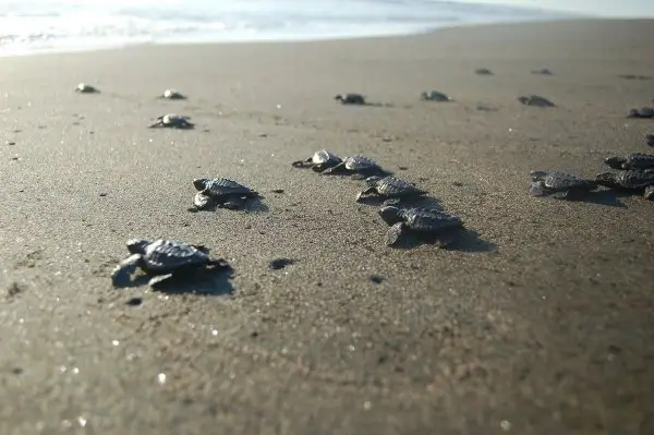 Dancing with Sea Turtles, Conservation Project, Mexico