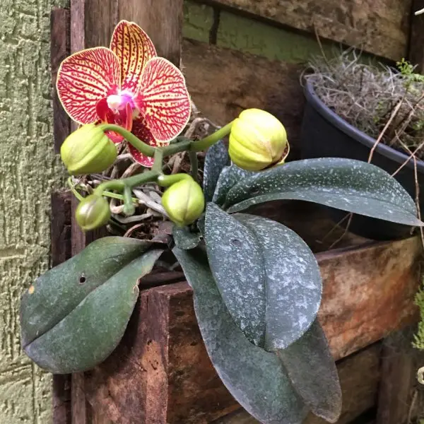 plant, flower, flora, flowering plant, moth orchid,