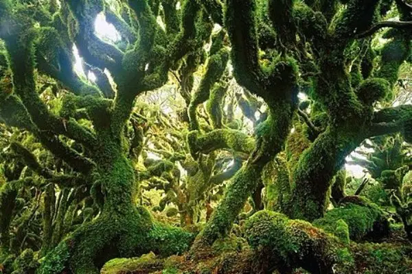 Goblin Forest – New Zealand