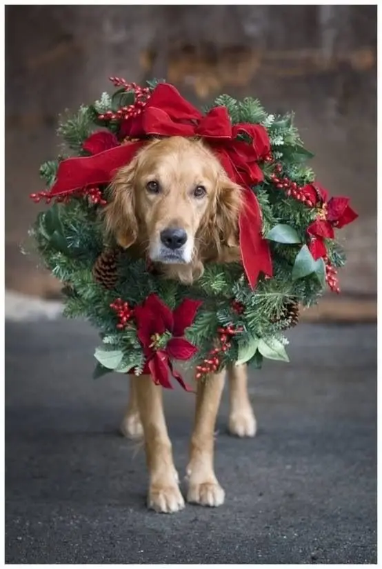 Doggy Wreath