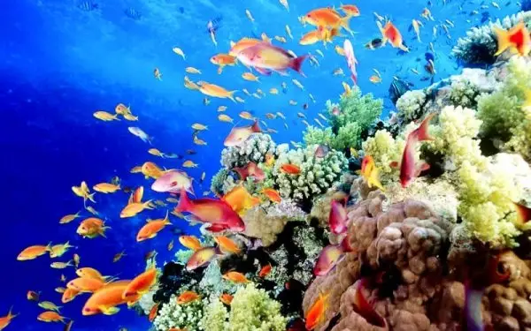 coral reef, habitat, coral reef fish, reef, marine biology,