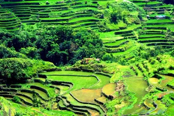 See the Rice Terraces in the Philippines