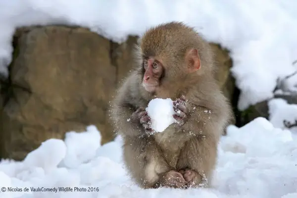macaque, japanese macaque, mammal, vertebrate, old world monkey,
