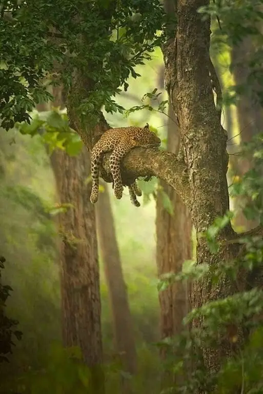 Sleeping Jaguar in the Amazon Brazil Heights