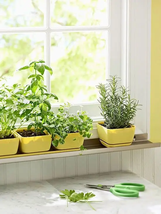 green,yellow,wall,room,plant,
