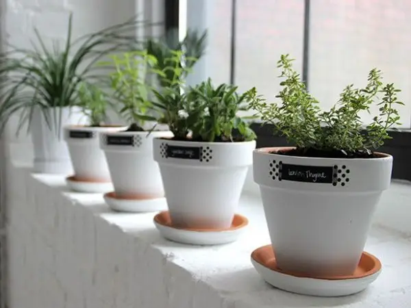 plant,ceramic,flowerpot,design,flower,