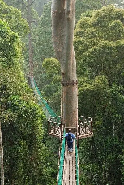 Tree Top Hike in the Amazon Rainforest
