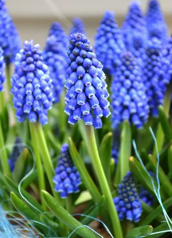 blue, flower, plant, hyacinth, spring,