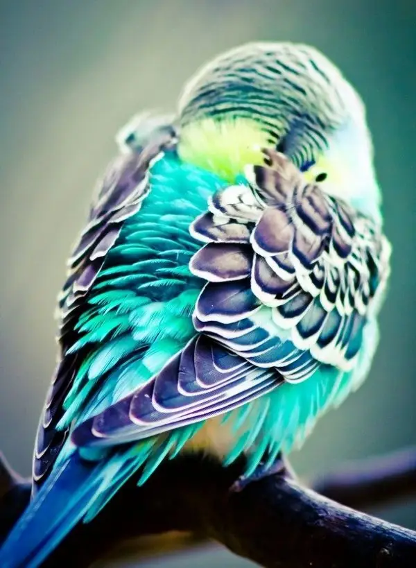 Preening Parakeet