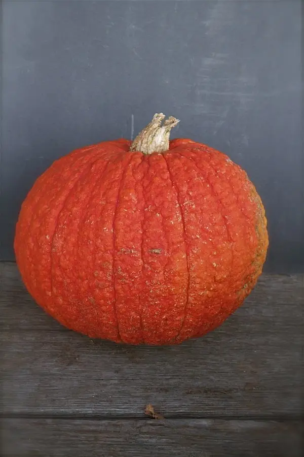 Red Warty Thing Pumpkins