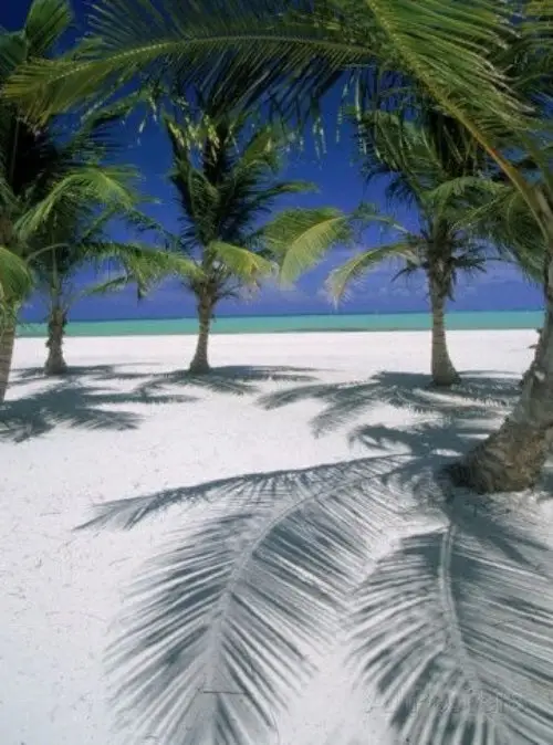 tropics, caribbean, palm tree, arecales, shore,