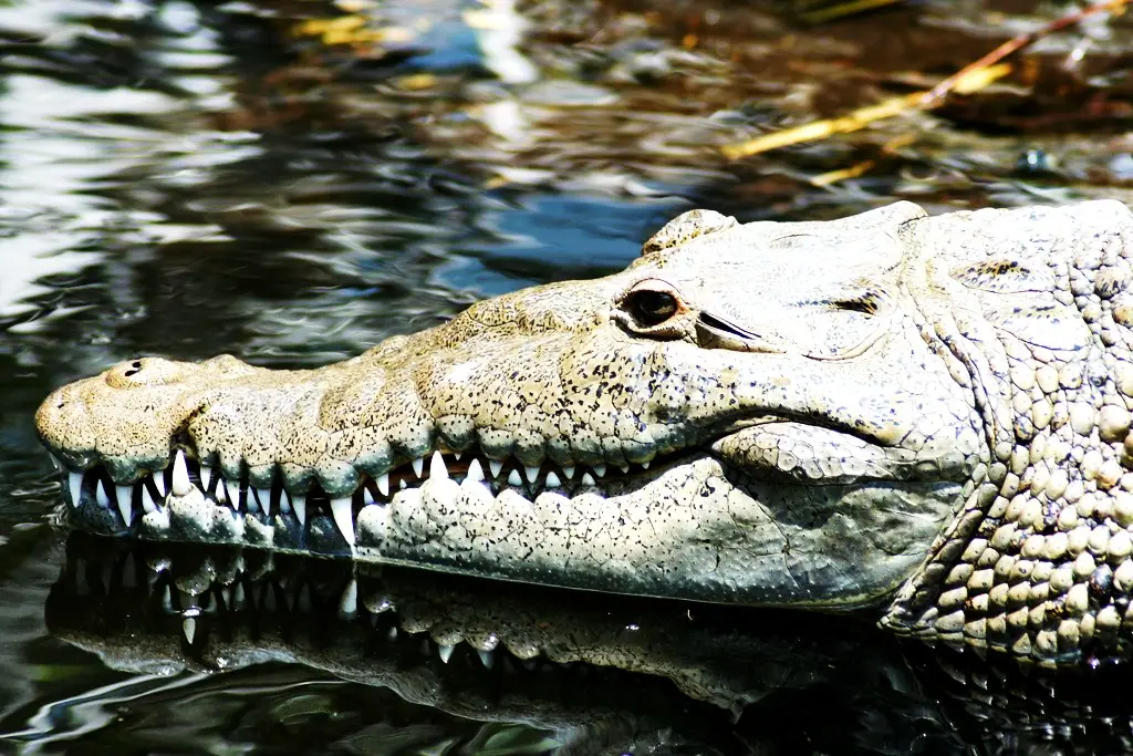 Crocodile Spotting on the Black River