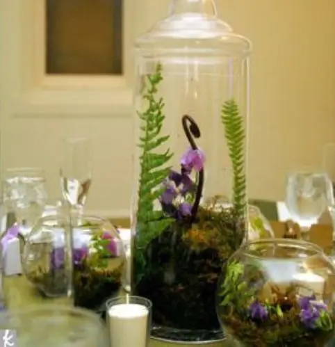 Try a Collection of Terrariums