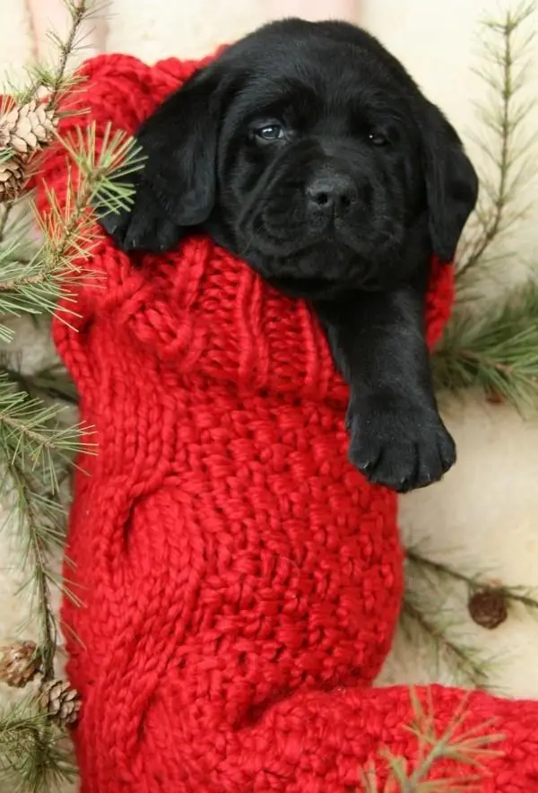 Lab Puppy in a Stocking!