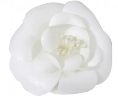 A Simple White Flower