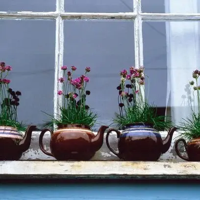plant,floristry,flower,window,flower arranging,