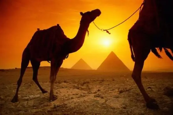 Ride a Camel to the Pyramids in Egypt