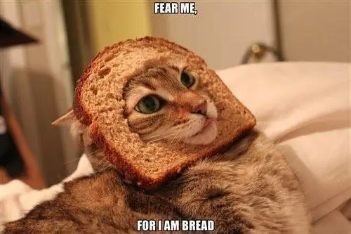 Bread Anyone?