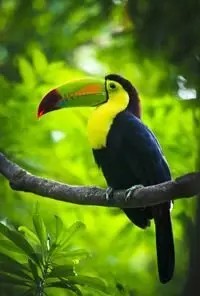 Toucan in the Panamanian Rainforest