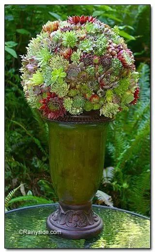 flower,plant,botany,hydrangea,land plant,