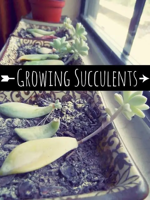food,produce,GROWING,SUCCULENTS,