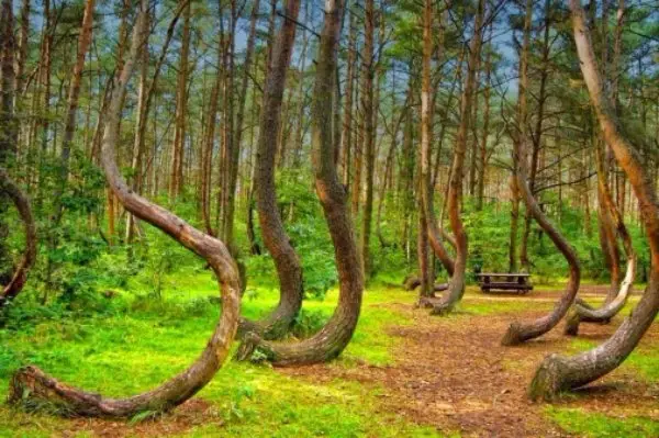 Crooked Forest – Poland