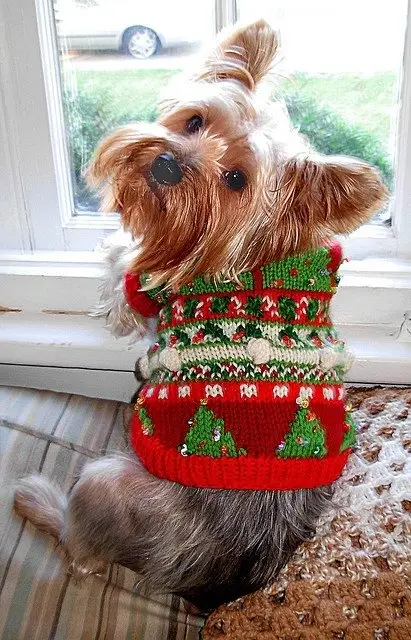 Sweater Dog