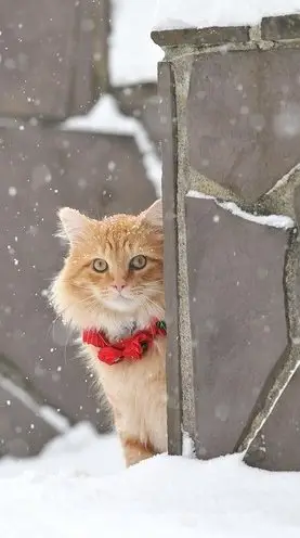 Rusty the Christmas Cat