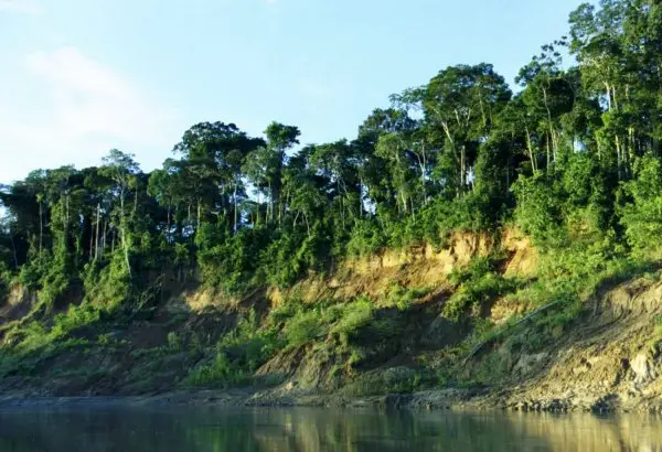 Planting Trees: Forest Conservation, Manu Region of Peru