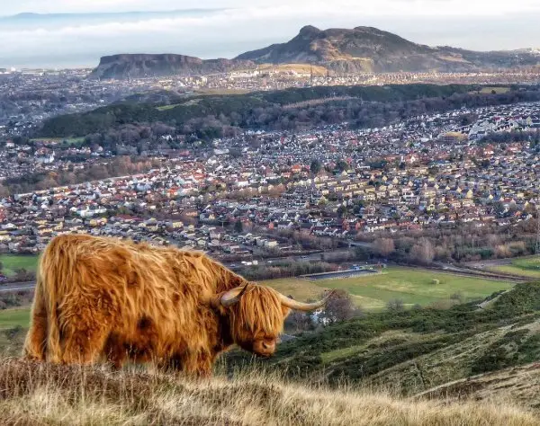 highland, cattle like mammal, sky, pasture, hill,