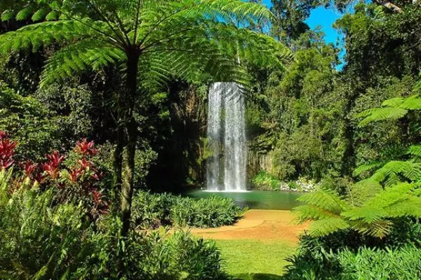 Daintree Rainforest, Australia