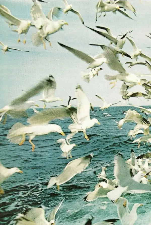 Scottish Seagulls