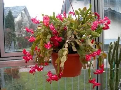 Hang Bright Flowers in Your Window