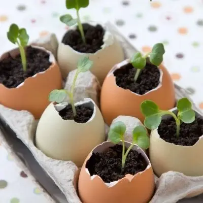 7 Things to do with Eggshells ...