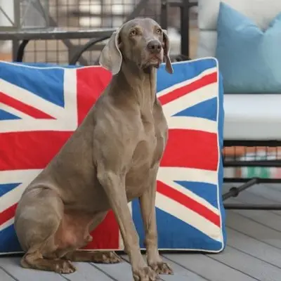 7 Fantastic and Crafty Ways to Infuse Your Home with Union Jack Dcor ...