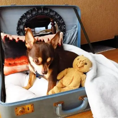 31 DIY Pet Beds for Your Furry Friends ...