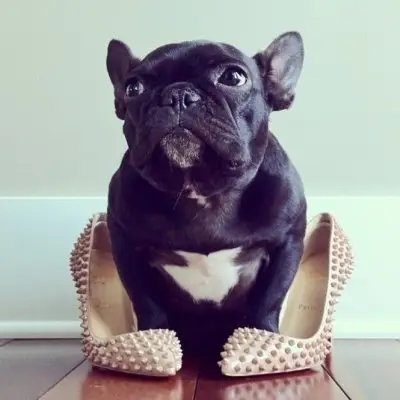 Four Legged Cuteness 23 Most Fashionable Dogs on Instagram ...