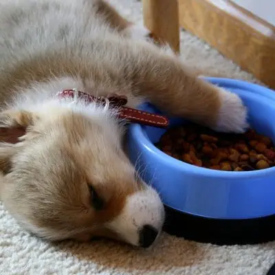 7 Ways to Not Fall Asleep during a Boring Family Dinner ...