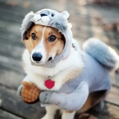 41 of the Most Hilarious Dog Costumes Youll Ever See ...