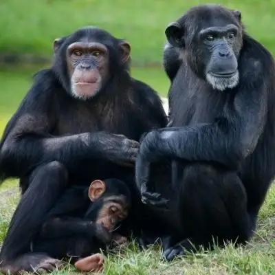 49 Pictures of Chimps to Brighten Your Day ...