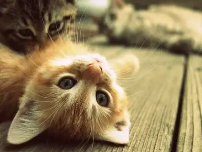 7 Crazy Things Cats do That You Wont Believe ...
