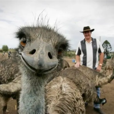 Animal Photobombs That Are Better than the Ellen Oscars Selfie ...