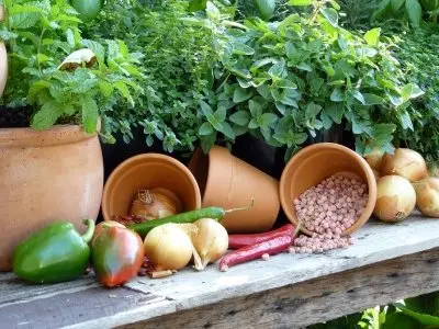 7 Brilliant Reasons to Grow Your Own Food ...