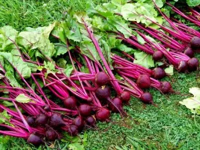 7 of the Healthiest Vegetables That Are Easy Enough for Any Gardener to Grow ...