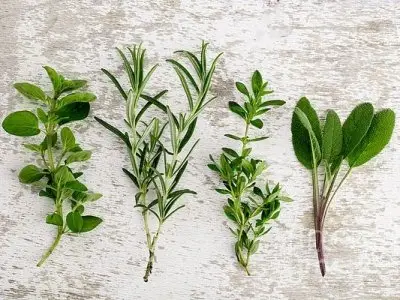 7 Herbs That Stimulate Digestion and Enhance Your Health ...