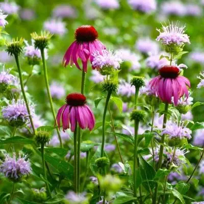 7 Facts about Echinacea You Probably Didnt Know ...