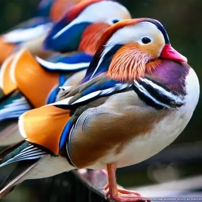 35 Beautiful Birds to Make Your Day Brighter ...