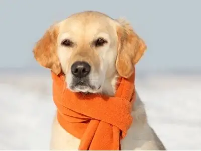 7 Tips for Looking after Your Pet in Winter ...