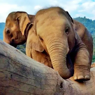 35 Things to Show off Your Love of Elephants ...