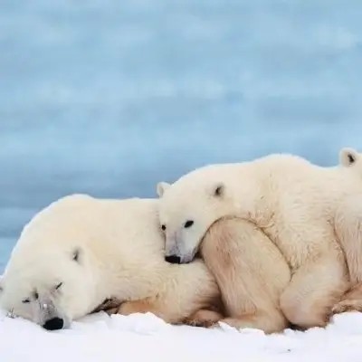 10 Interesting Facts about Polar Bears ...